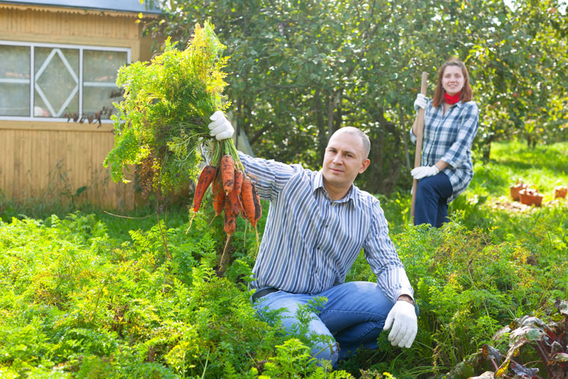 Како до берићета без употребе хемикалија